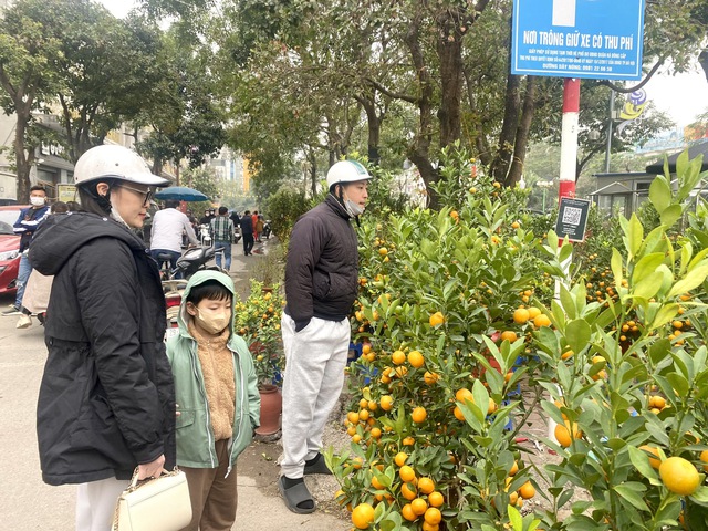 Hoa, cây cảnh đua nhau ‘khoe sắc’ dịp cận Tết- Ảnh 6.