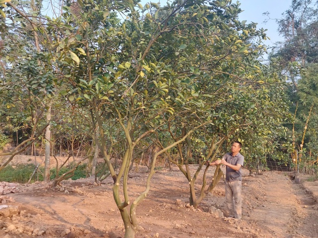 Vườn hoa cây cảnh phục hồi sau bão - Tô sắc thắm đón xuân- Ảnh 6. Vườn hoa cây cảnh phục hồi sau bão - Tô sắc thắm đón xuân- Ảnh 6.