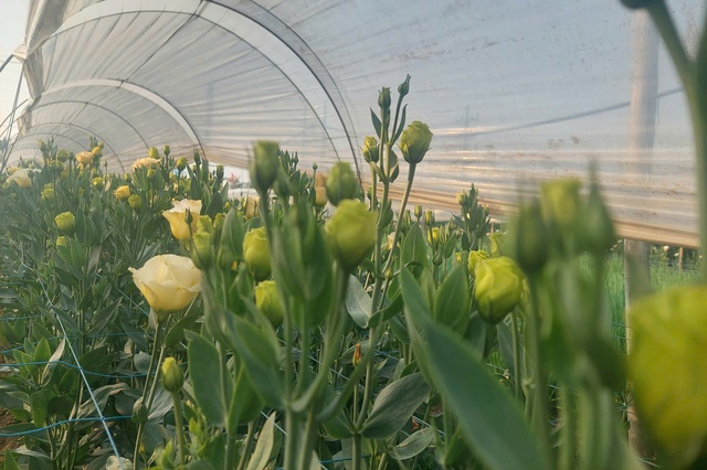 Vườn hoa cây cảnh phục hồi sau bão - Tô sắc thắm đón xuân- Ảnh 9. Vườn hoa cây cảnh phục hồi sau bão - Tô sắc thắm đón xuân- Ảnh 9.