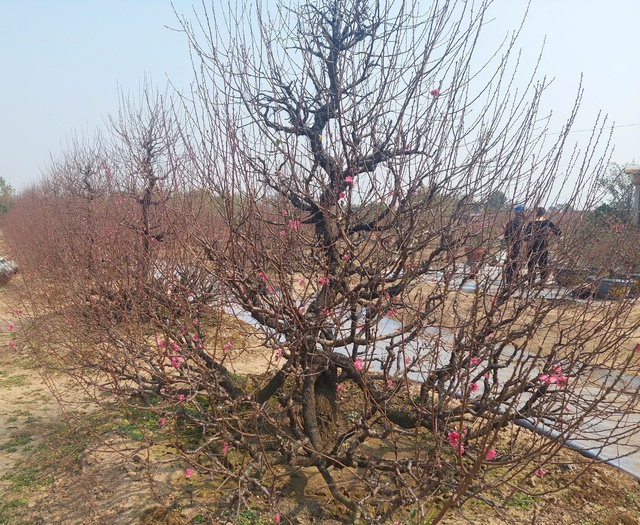 Vườn hoa cây cảnh phục hồi sau bão - Tô sắc thắm đón xuân- Ảnh 1. Vườn hoa cây cảnh phục hồi sau bão - Tô sắc thắm đón xuân- Ảnh 1.