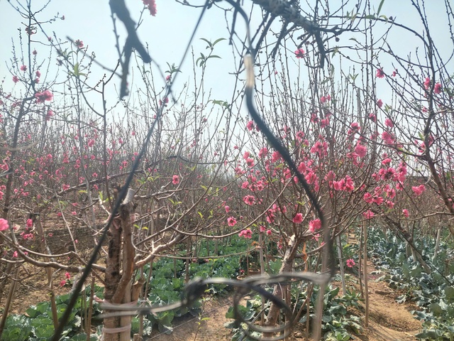 Vườn hoa cây cảnh phục hồi sau bão - Tô sắc thắm đón xuân- Ảnh 4. Vườn hoa cây cảnh phục hồi sau bão - Tô sắc thắm đón xuân- Ảnh 4.