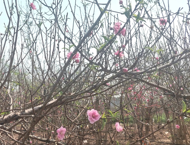 Vườn hoa cây cảnh phục hồi sau bão - Tô sắc thắm đón xuân- Ảnh 2. Vườn hoa cây cảnh phục hồi sau bão - Tô sắc thắm đón xuân- Ảnh 2.
