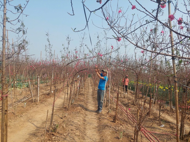 Vườn hoa cây cảnh phục hồi sau bão - Tô sắc thắm đón xuân- Ảnh 3. Vườn hoa cây cảnh phục hồi sau bão - Tô sắc thắm đón xuân- Ảnh 3.