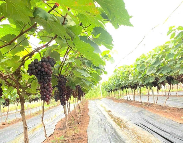 Triển khai quy định về xây dựng tại vùng nông nghiệp tập trung- Ảnh 1.