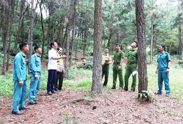 Quỹ Bảo vệ và Phát triển rừng: Tạo nguồn lực mới cho mục tiêu phát triển 'lá phổi xanh'- Ảnh 1.