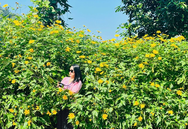 Hoa dã quỳ nở rộ, thu hút du khách tới Ba Vì- Ảnh 5.