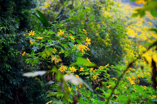 Hoa dã quỳ nở rộ, thu hút du khách tới Ba Vì- Ảnh 1.