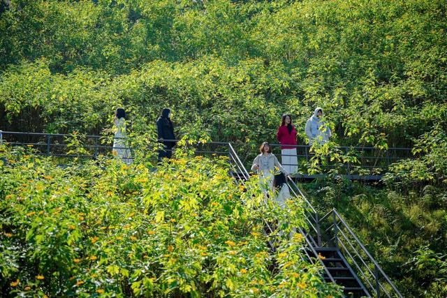 Hoa dã quỳ nở rộ, thu hút du khách tới Ba Vì- Ảnh 3.