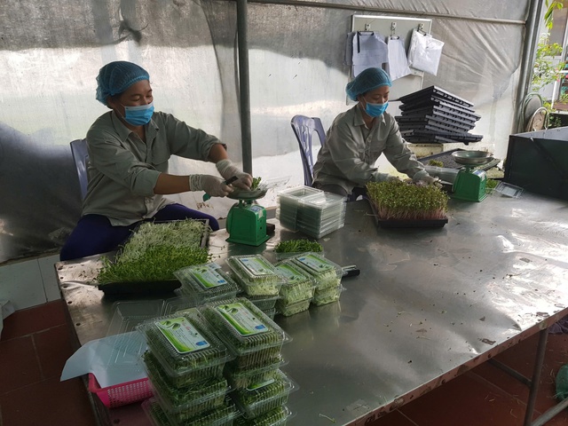 Chế biến, bảo quản tại nguồn – Mắt xích then chốt của chuỗi nông nghiệp an toàn- Ảnh 1. Chế biến, bảo quản tại nguồn – Mắt xích then chốt của chuỗi nông nghiệp an toàn- Ảnh 1.