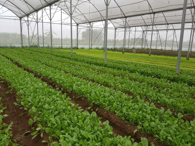 Kết nối sản xuất tiêu thụ nông sản thực phẩm an toàn: Động lực thúc đẩy nông nghiệp phát triển- Ảnh 2.