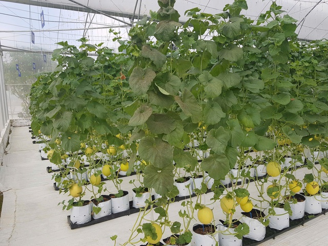 Tăng tốc chuyển đổi số trong nông nghiệp - Nâng chuẩn an toàn thực phẩm- Ảnh 1.