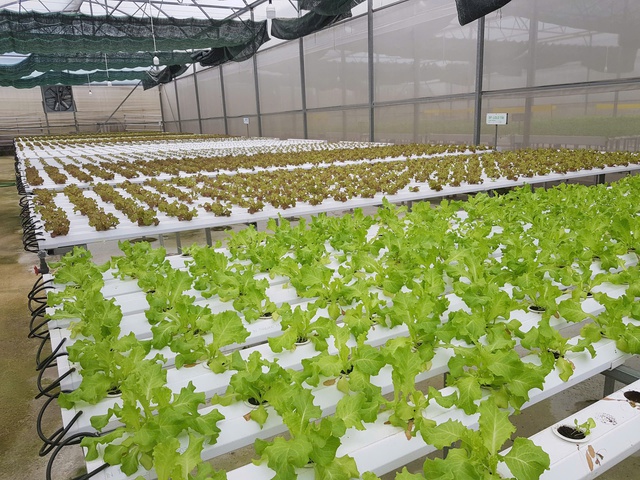 Minh bạch nguồn gốc – nền tảng bảo đảm an toàn thực phẩm- Ảnh 1.