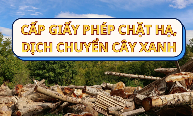 Cấp phép chặt hạ, dịch chuyển cây xanh: Giảm giấy tờ, tiết kiệm thời gian và chi phí cho người dân- Ảnh 1.