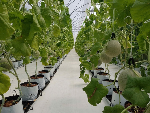 Quản lý thực phẩm, bảo vệ quyền lợi người dân trong bối cảnh thị trường số ngày càng phức tạp- Ảnh 1. Quản lý thực phẩm, bảo vệ quyền lợi người dân trong bối cảnh thị trường số ngày càng phức tạp- Ảnh 1.