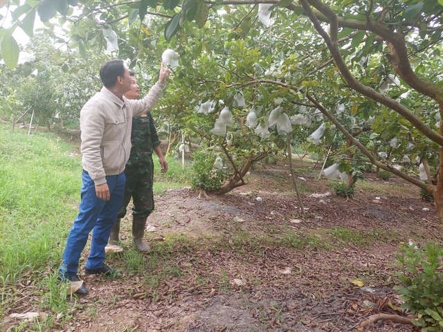 Hoàn thiện cơ chế chính sách phát triển kinh tế tập thể- Ảnh 2. Hoàn thiện cơ chế chính sách phát triển kinh tế tập thể- Ảnh 2.
