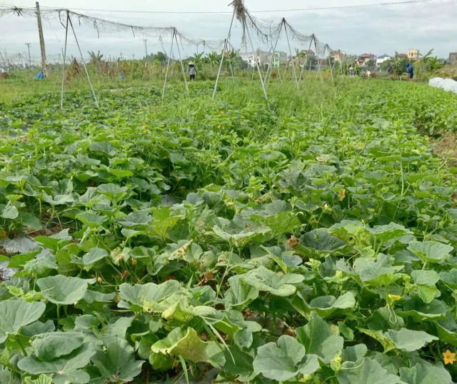 Phụ nữ tích cực tham gia phát triển kinh tế hợp tác xã- Ảnh 1. Phụ nữ tích cực tham gia phát triển kinh tế hợp tác xã- Ảnh 1.