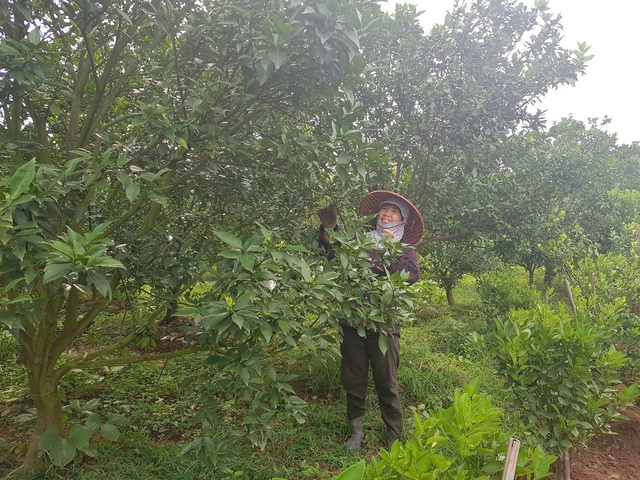 Chuyển đổi cơ cấu sản xuất, tích hợp phát triển nông nghiệp đa giá trị- Ảnh 1. Chuyển đổi cơ cấu sản xuất, tích hợp phát triển nông nghiệp đa giá trị- Ảnh 1.