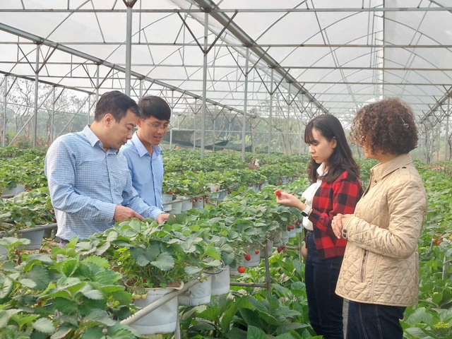 Sản xuất nông nghiệp hiệu quả từ vùng đất bãi- Ảnh 2. Sản xuất nông nghiệp hiệu quả từ vùng đất bãi- Ảnh 2.