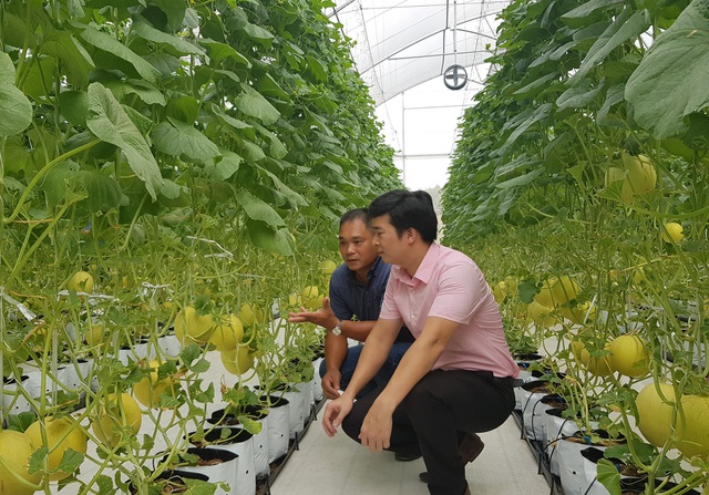 Phát triển mới mô hình ứng dụng công nghệ cao trong sản xuất nông nghiệp- Ảnh 1. Phát triển mới mô hình ứng dụng công nghệ cao trong sản xuất nông nghiệp- Ảnh 1.