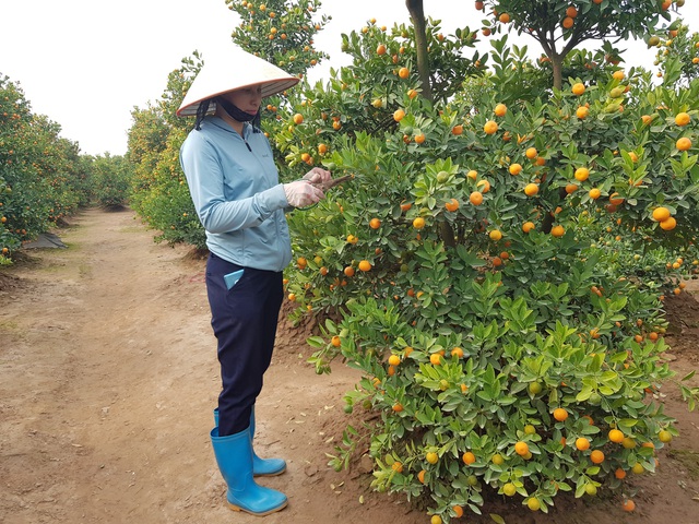 Sản xuất nông nghiệp hiệu quả từ vùng đất bãi- Ảnh 1. Sản xuất nông nghiệp hiệu quả từ vùng đất bãi- Ảnh 1.