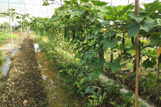 Chung tay xử lý rác thải, phát triển nông dân số-nông nghiệp sạch- Ảnh 1. Chung tay xử lý rác thải, phát triển nông dân số-nông nghiệp sạch- Ảnh 1.