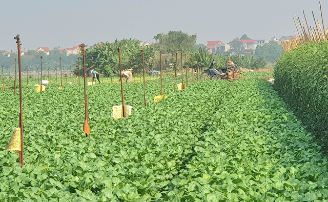 Hợp tác xã phát triển hiệu quả từ ứng dụng công nghệ cao vào sản xuất- Ảnh 1. Hợp tác xã phát triển hiệu quả từ ứng dụng công nghệ cao vào sản xuất- Ảnh 1.