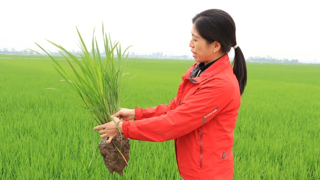Tăng năng suất, bảo vệ môi trường từ canh tác lúa SRI theo hướng hữu cơ- Ảnh 2. Tăng năng suất, bảo vệ môi trường từ canh tác lúa SRI theo hướng hữu cơ- Ảnh 2.