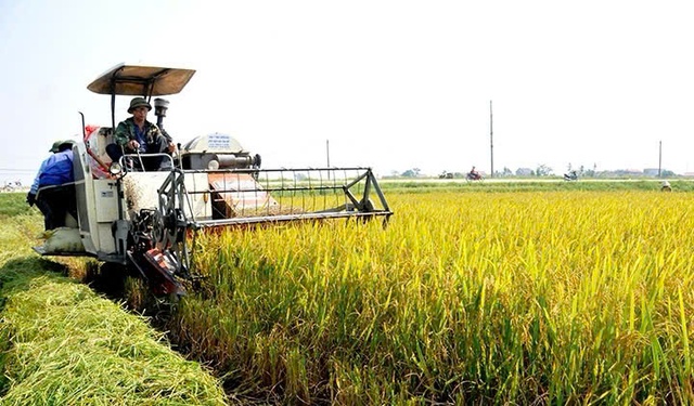 Phát triển thương hiệu lúa gạo chất lượng cao đạt tiêu chuẩn xuất khẩu- Ảnh 1. Phát triển thương hiệu lúa gạo chất lượng cao đạt tiêu chuẩn xuất khẩu- Ảnh 1.