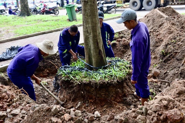 Hà Nội dịch chuyển nhiều cây xanh, mở rộng đường phục vụ diễu binh, diễu hành dịp 2/9- Ảnh 1. Hà Nội dịch chuyển nhiều cây xanh, mở rộng đường phục vụ diễu binh, diễu hành dịp 2/9- Ảnh 1.