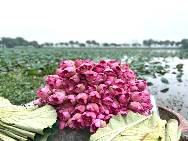 Trà sen: Món quà tinh hoa từ làng nghề Thủ đô- Ảnh 1. Trà sen: Món quà tinh hoa từ làng nghề Thủ đô- Ảnh 1.
