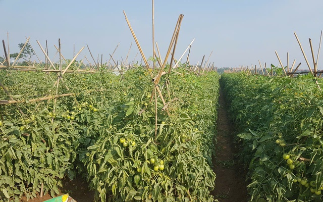 Hà Nội đẩy mạnh sản xuất nông nghiệp công nghệ cao, nâng giá trị kinh tế trên từng hecta- Ảnh 1.