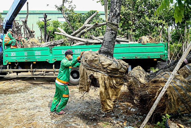 Chặt hạ, dịch chuyển hơn 2.600 cây xanh để làm nút giao Vành đai 3,5- Ảnh 1. Chặt hạ, dịch chuyển hơn 2.600 cây xanh để làm nút giao Vành đai 3,5- Ảnh 1.