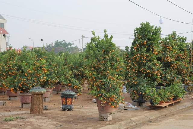 Lễ hội Hoa cây cảnh, sản phẩm OCOP và đặc sản vùng miền năm 2026- Ảnh 1.