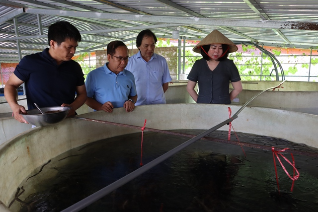 Kiểm tra tiến độ mô hình chăn nuôi thương phẩm- Ảnh 1.