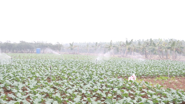 Tăng cường kiểm tra, giám sát an toàn thực phẩm đối với sản phẩm trồng trọt- Ảnh 1.