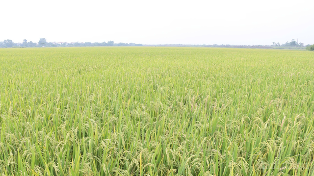 Tháo gỡ vướng mắc, thúc đẩy phát triển nông nghiệp- Ảnh 1.