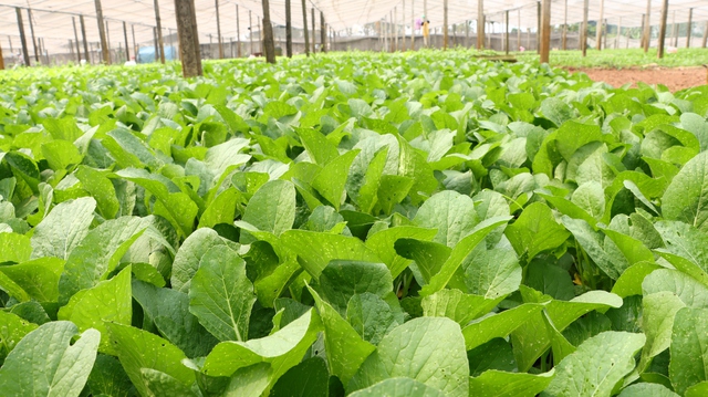 Ngành nông nghiệp và Môi trường Hà Nội tăng trưởng 3,54% - Ảnh 1.