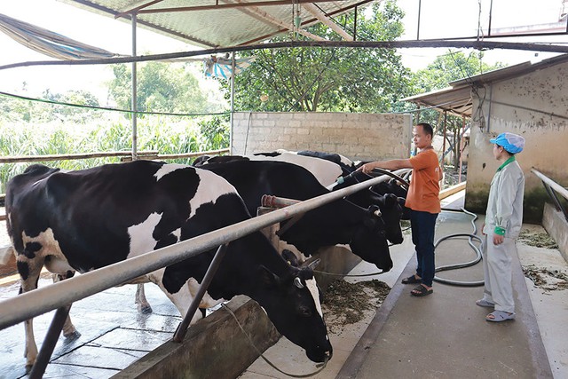 Phát triển chăn nuôi bò sữa tuần hoàn, bảo đảm vệ sinh môi trường - Ảnh 1.