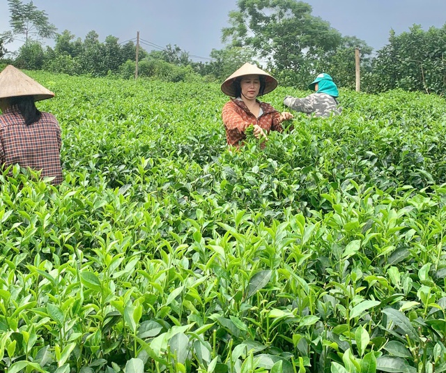  Phát triển vùng chè an toàn, nâng cao giá trị nông sản Thủ đô - Ảnh 1.