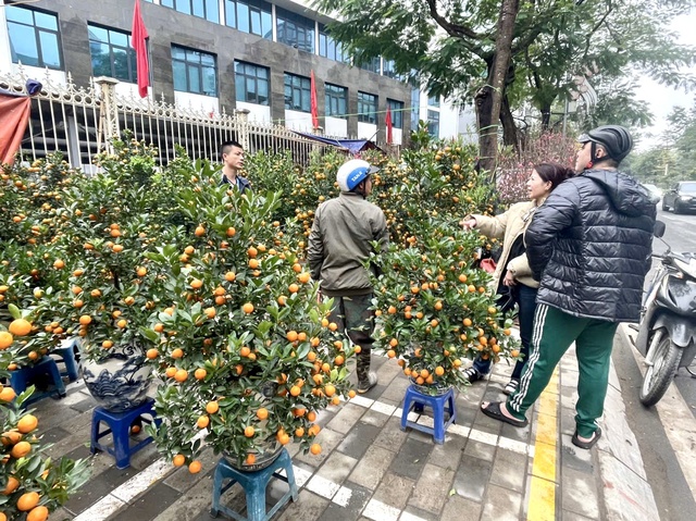 Rực rỡ sắc hoa xuân đón Tết - Ảnh 2.