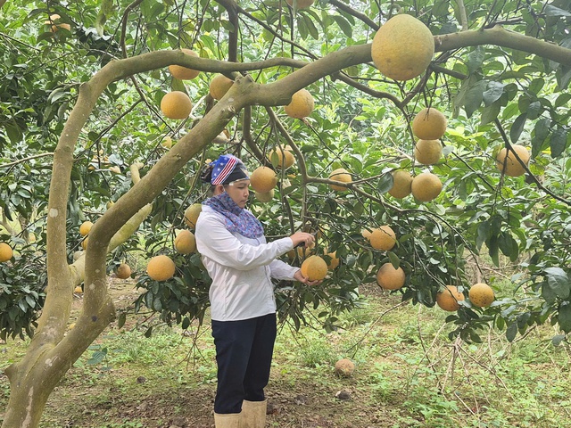 Xuân trên vùng đất bãi: Khi nông nghiệp hữu cơ đánh thức mùa vàng xã đảo- Ảnh 1.