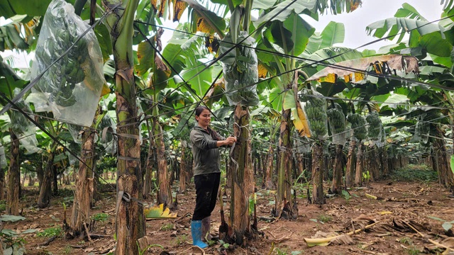 Xuân trên vùng đất bãi: Khi nông nghiệp hữu cơ đánh thức mùa vàng xã đảo- Ảnh 2.