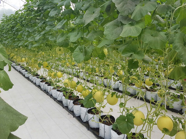 Nông nghiệp Thủ đô: Lấy an toàn thực phẩm làm trụ cột phát triển xanh, bền vững- Ảnh 1.