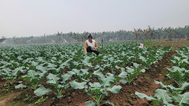 Xuân trên vùng đất bãi: Khi nông nghiệp hữu cơ đánh thức mùa vàng xã đảo- Ảnh 4.