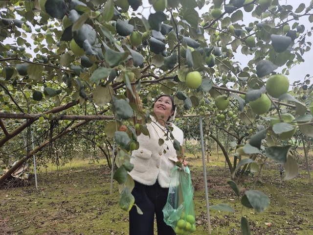 Xuân trên vùng đất bãi: Khi nông nghiệp hữu cơ đánh thức mùa vàng xã đảo- Ảnh 3.