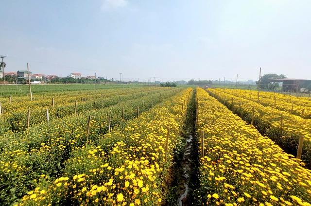 Sắc xuân lan tỏa từ vườn hoa đến phố thị- Ảnh 8.