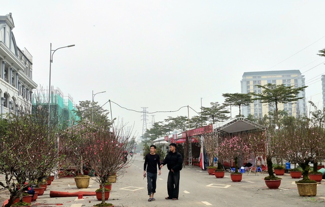 Sắc xuân lan tỏa từ vườn hoa đến phố thị- Ảnh 2.