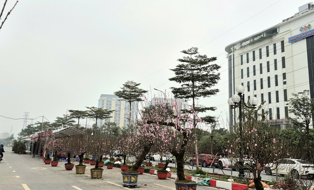 Sắc xuân lan tỏa từ vườn hoa đến phố thị- Ảnh 1.