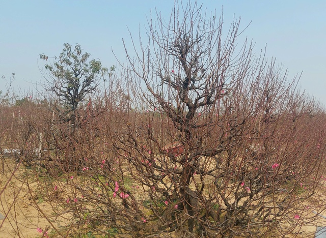 Sắc xuân lan tỏa từ vườn hoa đến phố thị- Ảnh 3.