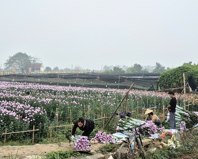 Sắc xuân lan tỏa từ vườn hoa đến phố thị- Ảnh 7.